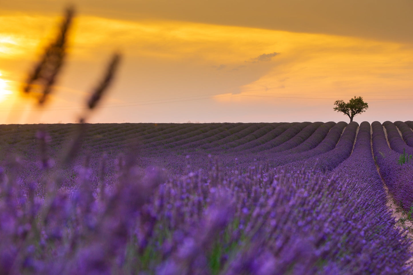 Lavender Fields Candle