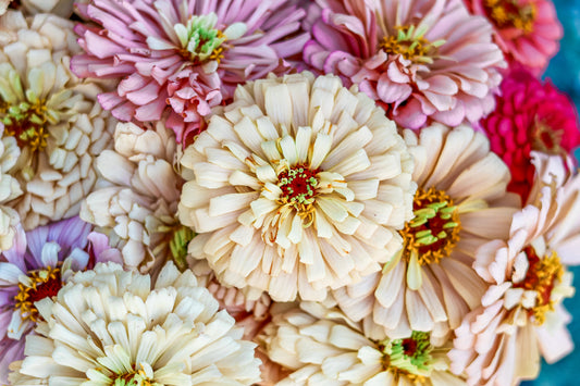 Why We Grow Zinnias